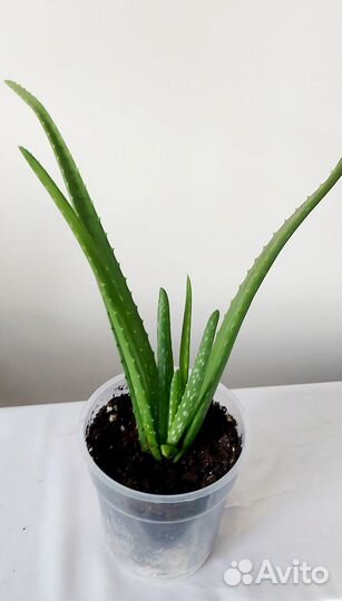 Алоэ вера, столетник амазонская лилия спатифиллиум