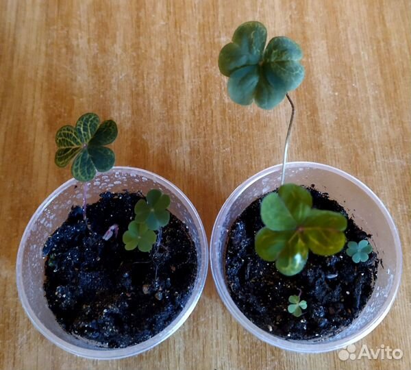 Бегония. Оксалис. Пеперомия