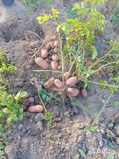 Семенной картофель