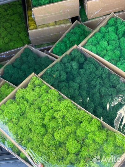 Стабилизированный мох, розница и опт, ягель