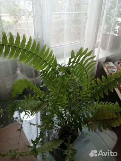 Папоротник