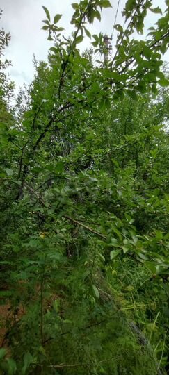 Участок 12 сот. (СНТ, ДНП)