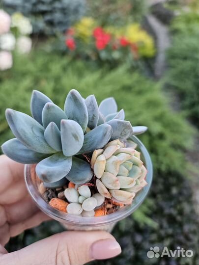 Растения, суккуленты