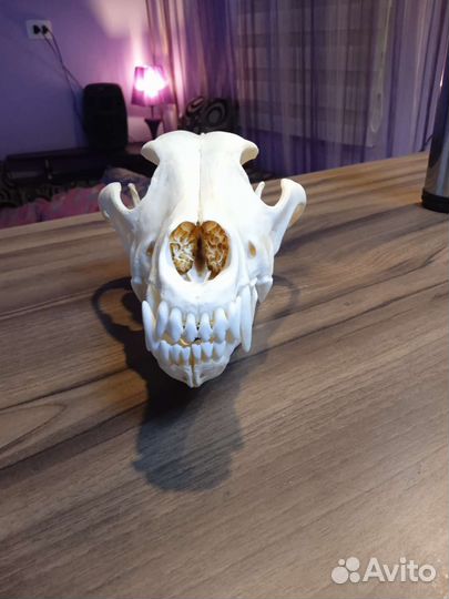 Череп волка. имитатция