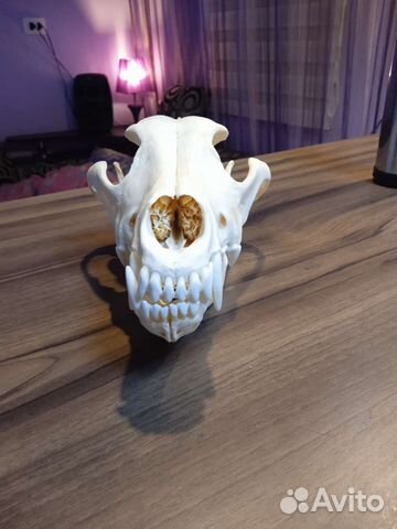 Череп волка. имитатция