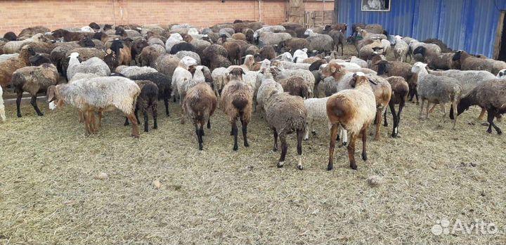 Бараны ярки молодняк