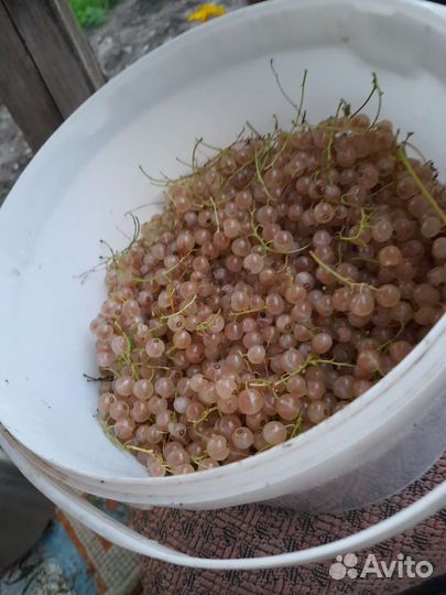 Смородина белая