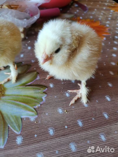 Породистые цыплята