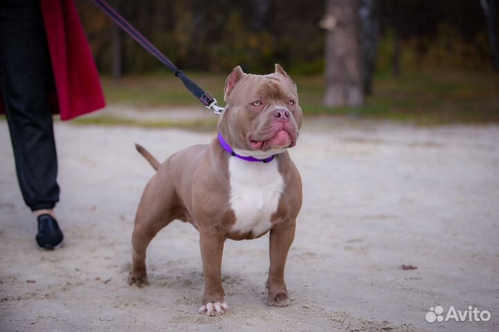 Открыт для вязок кобель Американского булли