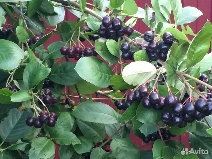 Черноплодная рябина (арония) ягода и саженцы