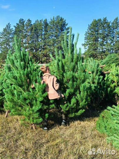 Елки (сосны) оптом от заготовителя
