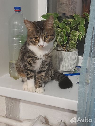 Кошка в дар