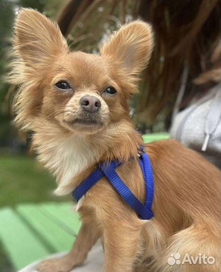 Вязка кобель чихуахуа