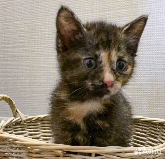 Котенок-девочка Ириска в хорошие ручки