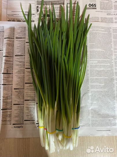 Лук зеленый