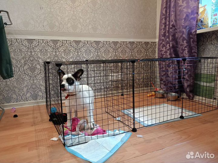 Щенок в добрые руки бесплатно