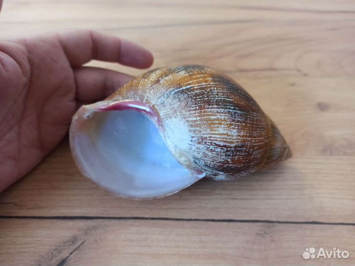 Морская раковина