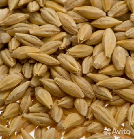 Зерно ячмень новый урожай.только оптом