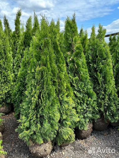 Туя смарагд 120-140 см