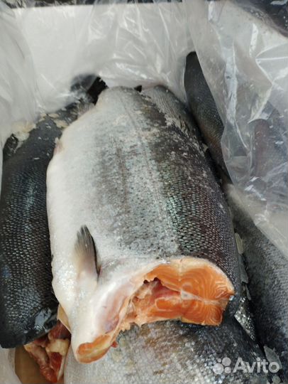 Сёмга (форель) Норвегия