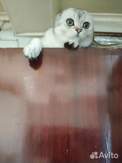 Шотландская вислоухая