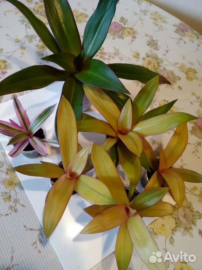 Комнатные цветы разные