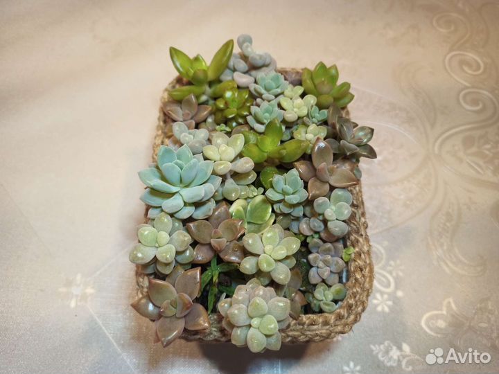 Композиция из суккулентов