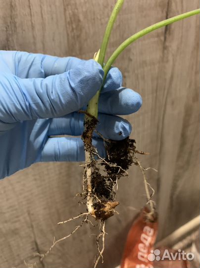 Алоказия синуата детка