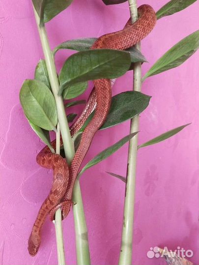 Змея узорчатый полоз