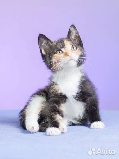 Кошечка Кира,2 мес в дар