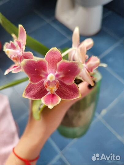 Орхидея фаленопсис бабочка