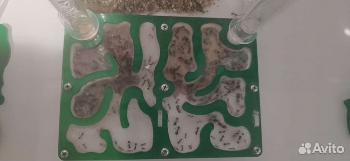 Формикарий Лукоморье