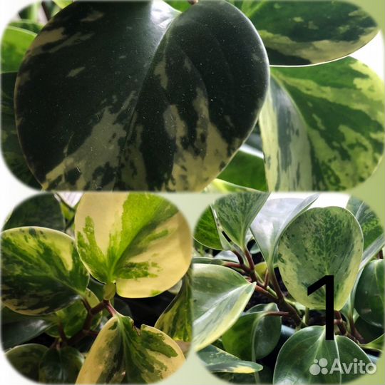 Комнатные цветы