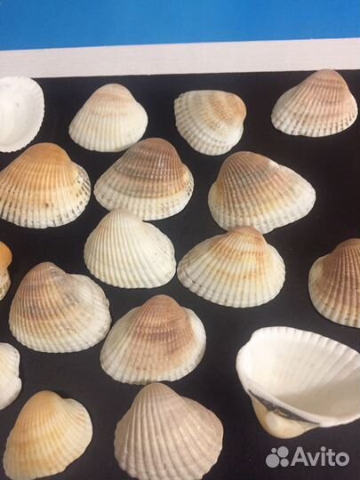 Набор морских раковин