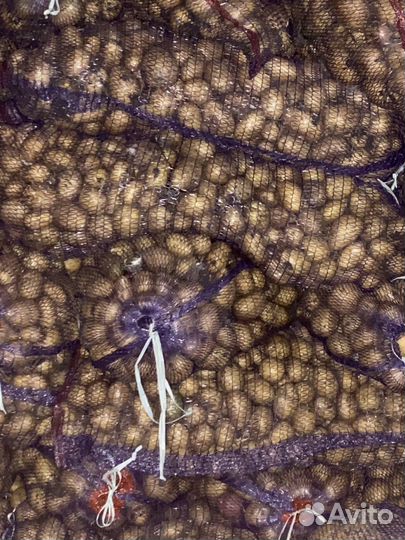 Продам картофель семенной