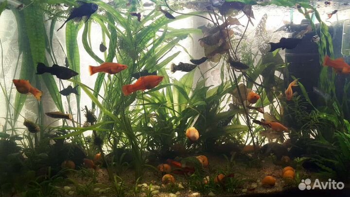 Аквариумное растение