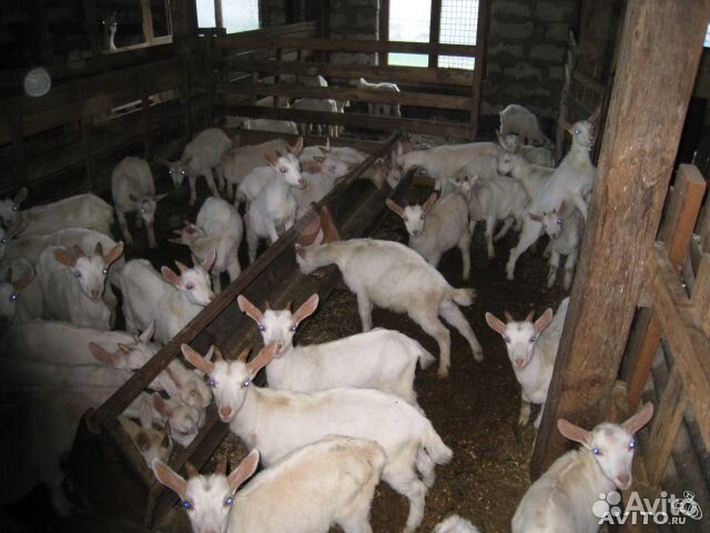 Удобрение - навоз в мешках (с доставкой)