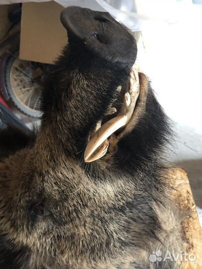 Чучело дикого кабана (с подсветкой)