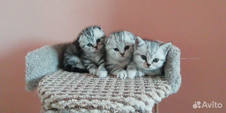 Шотландские котята
