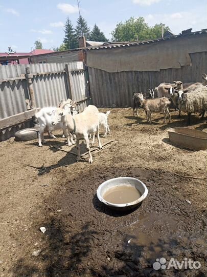 Продаю баранов и коз