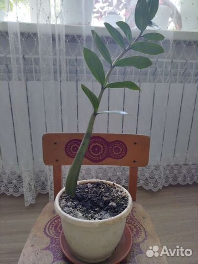 Замиокулькас