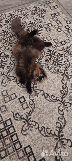 Шотландская вислоухая кошка