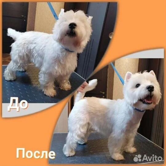 Тримминг вест хайленд вайт терьера, керн терьера