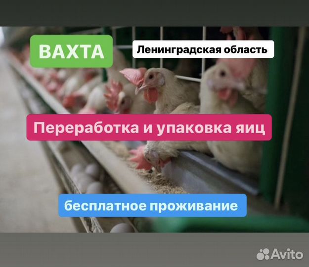 Вахта сортировка яиц в коробки проживание\питание