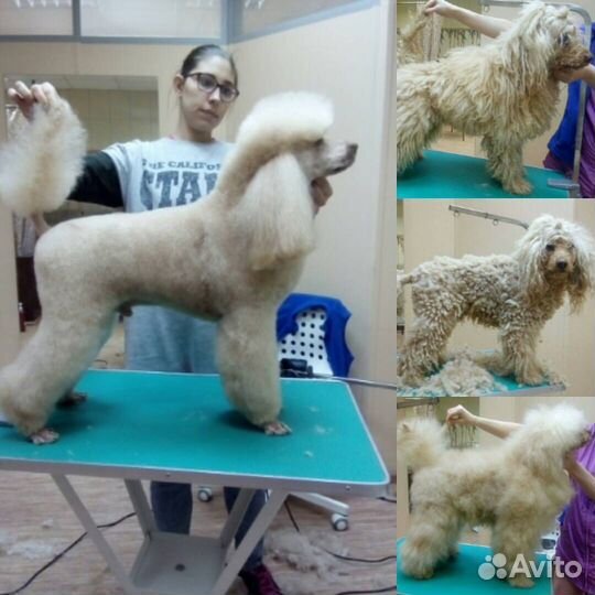 Стрижка собак и кошек