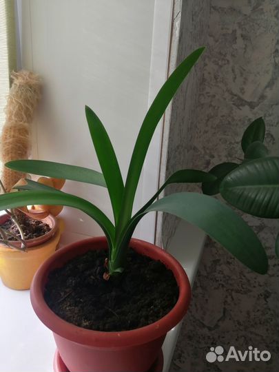 Комнатные цветы