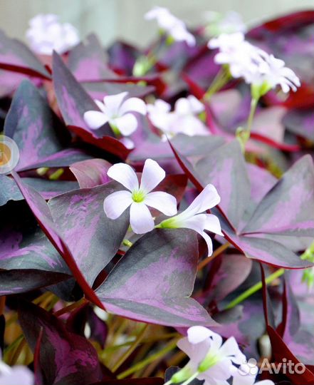 Оксалис (кислица) regnellii ‘Triangularis’Cupido