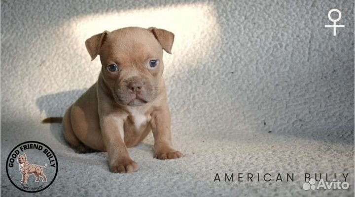 Дети Американского булли