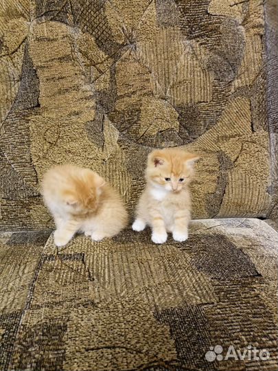 Рыжие котики