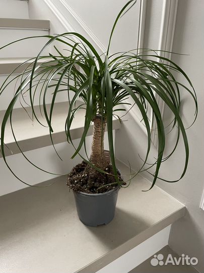 Нолина (Бокарнея) слоновья нога 45 см